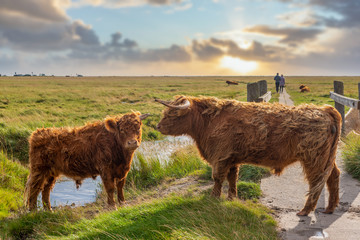 Scottish highland cattle in the salt marshes near St Peter-Ordi