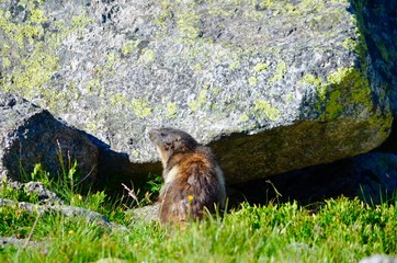 Marmotte, Alpes, France