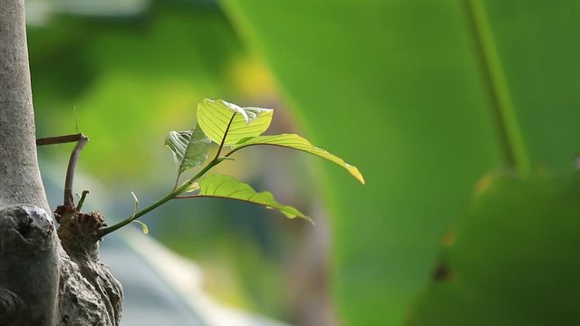 Close up of Mitragyna speciosa leaf. Kratom is Thai herbal which encourage health.