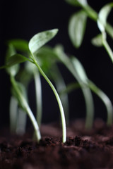 young garden seedlings in the ground on a blurred background