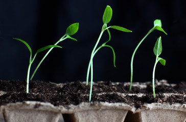 vegetable garden seedlings in peat pots on a dark background