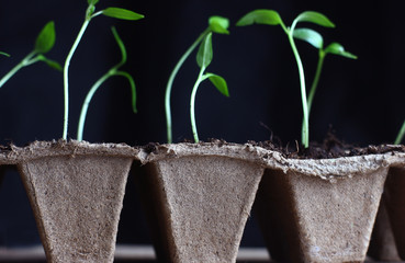 vegetable garden seedlings in peat pots on a dark background