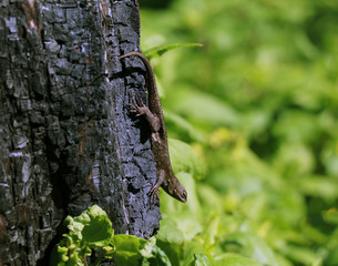 Lizard on burned tree