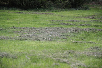 Mowed grass lawn during springtime