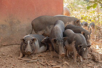 Pigs at a Farm in Goa India