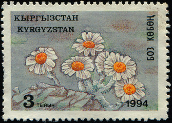 KYRGYZSTAN - CIRCA 1994: stamp 3 Kyrgyzstani tyiyn printed in Kyrgyzstan shows Chrysanthemum...