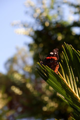 Monarch Butterfly (Danaus plexippus)