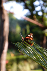 Monarch Butterfly (Danaus plexippus)
