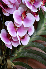 Branch of blooming pink orchid close up