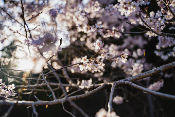夕日の山桜