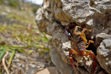 Scorpion perched on a rock and registered in its natural environment of unknown species.