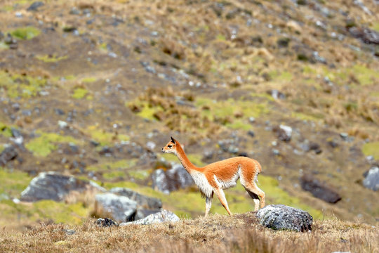 Vicuña (Vicugna vicugna) walking during the day for its extensive areas full of pastures in the Andes.