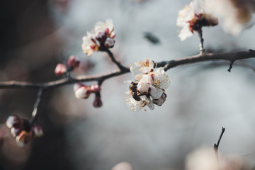  bee flew on a flower on a tree in spring