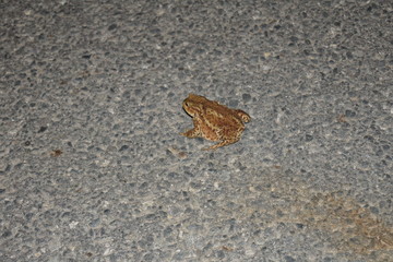 Laubfrosch