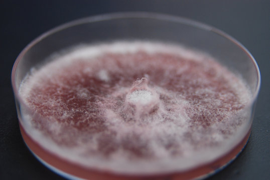 Fusarium solani culture grown on PDA nutrient medium, 28 days after inoculating an agar disc from a previous culture on 5cm Petri dish
