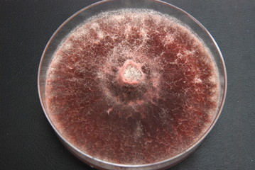 Fusarium solani culture grown on PDA nutrient medium, 28 days after inoculating an agar disc from a...