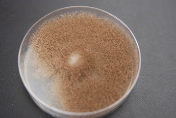 Botrytis cinerea culture grown on PDA nutrient medium, 28 days after inoculating an agar disc from a previous culture on 5cm Petri dish