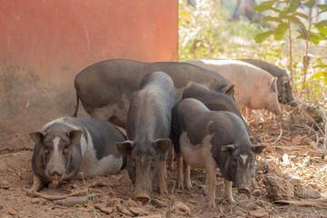 Fototapeta premium Pigs at a Farm in Goa India