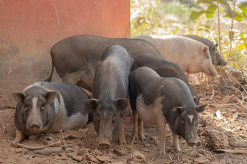 Pigs at a Farm in Goa India