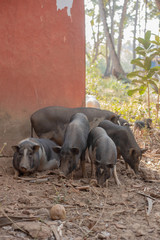 Pigs at a Farm in Goa India