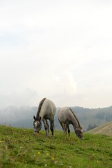 Obraz na płótnie Canvas Pferdeparadies. Schöne Pferde auf der Almweide