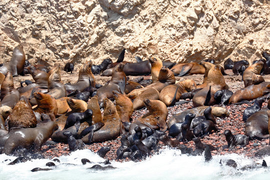 Wild colony of sea lions (Otaria flavescens) on the shore of the Ballestas Islands in Paracas, Peru.