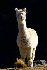 Lonely Alpaca (vicugna pacos) recorded at dawn on the slopes of a hill while feeding.