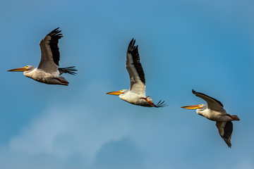 American White Pelicans in Flight