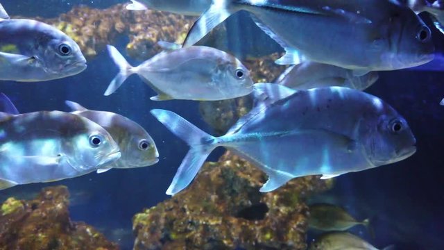 Tropical horse-eye jack (Caranx latus) fishes in aquarium as nature underwater sea life background
