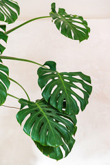 Philodendron monstera obliqua in the bedroom