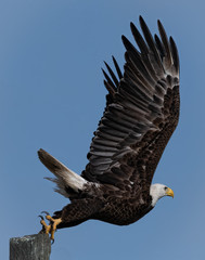 Bald eagle Taking Off
