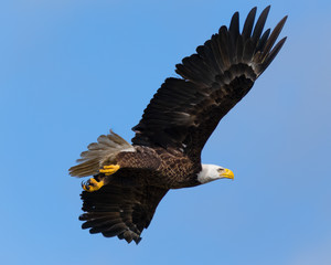 Flying Bald Eagle