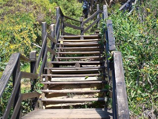 Wooden stair with mimosas and vegetation