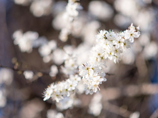 white flowers of a tree in spring