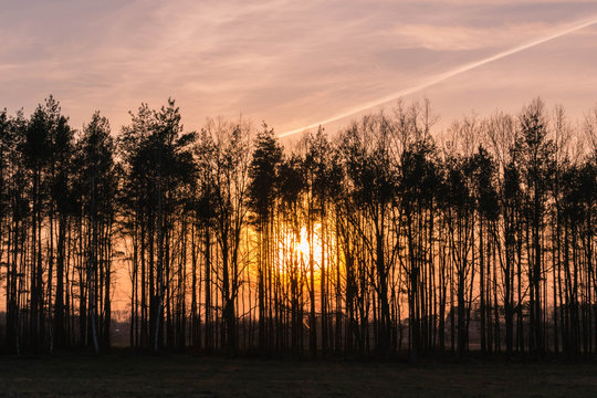 Zachodzące słońce skryte za drzewami.