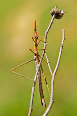 Stick-like grasshopper in the Andes