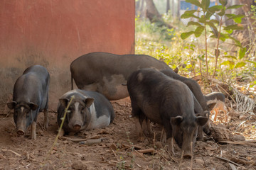 Pigs at a Farm in Goa India