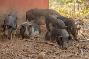 Pigs at a Farm in Goa India