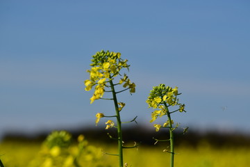 Raps im Feld, Hintergrund blauer Himmel