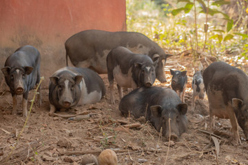 Fototapeta na wymiar Pigs at a Farm in Goa India