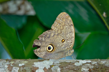 Giant Owl Butterfly (Caligo eurilochus)