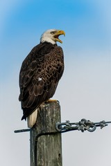 American Bald Eagle