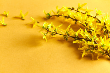 Forsythia flowers on yellow background. Easter and springtime background. Copy space