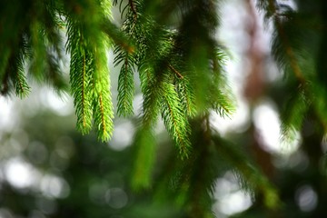 Im Wald - Tannenzweige grün mit Bokeh Hintergrund