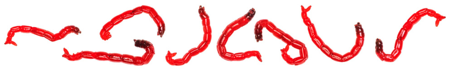 bloodworm is a mosquito larva. Good food for aquarium fish and fishing