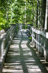 Winding path though woods