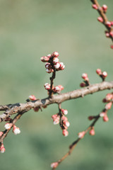 beautiful flowers bloom on a tree branch