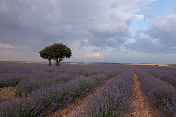 Cultivated fields of beautiful lavender flowers in Brihuega province of Guadalajara, Spain.