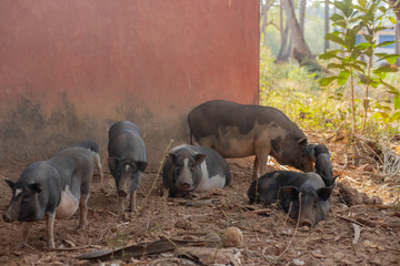 Pigs at a Farm in Goa India