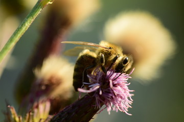 Nahaufnahme Biene bei der Nektar Aufnahme mit ihrem Rüssel